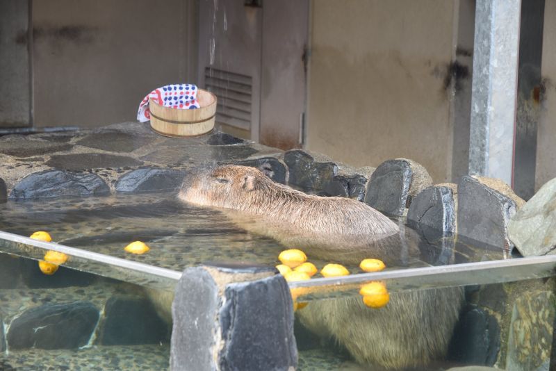 capybara onsen capybara onsen
